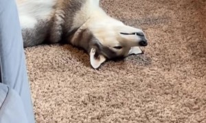 Husky Zoning Out With No Thoughts