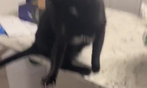 Cat Freaks Out In Bat Wings