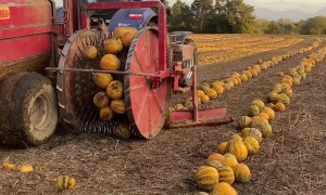 Pumpkin Harvesting