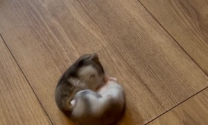 Hamster Sisters Fight