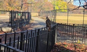 Red-Tailed Hawk Carrying a Pigeon