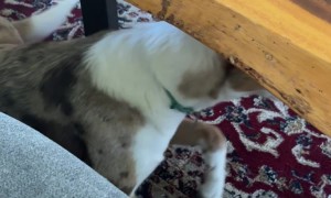 My Dog Doesn't Like Creed