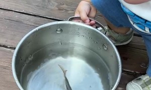 Giggling At Newly Caught Fish