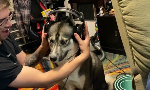 Husky Discovers His Uncle’s Voice Through Headset