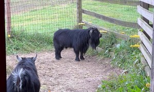Flirtatious Pygmy Goat Has Some Unwanted Company!