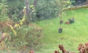 Ceramic Waterer Rains On Plants