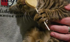 Peach Is a Strong Independent Kitten and Can Eat Her Lolly All by Herself