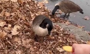 Goose Chases Cracker Across Ice