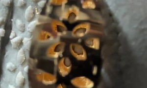Polishing a Gold Pendant