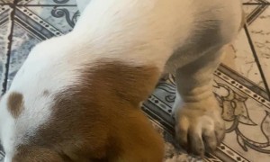 Basset Hound Chomps On Long Ear