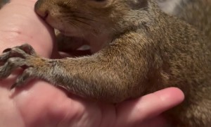 Pet Squirrel Comes To Owner For Comfort