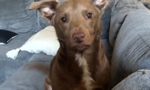 Telling My Dog a Joke and Laughing Obnoxiously