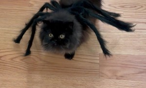 Persian Cat's Spooky Spider Costume