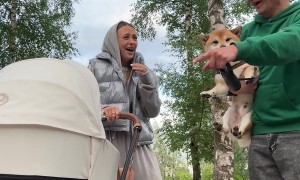 Spitting Shiba Ruins Cute Video