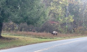Elk Walks Up to Cameraman During Rut Season