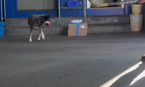 Where'd the Ball Go?