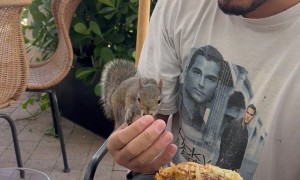 Sharing Fries With Bold Squirrel