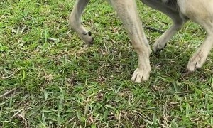 Cautious Pup Still Craves Love