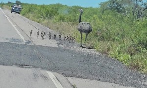 Mama Rhea and Chicks Spotted on the Road