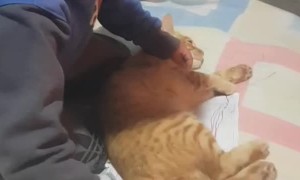 My Son Traced the Cat on My Bed