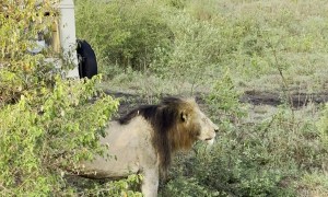 Male Lion Roaring Into the Mist at Masai Mara National Park