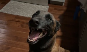 Tripod Pup Can't Stop Grinning After Too Many CBD Treats