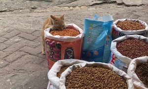 Stray Cat Sneaks a Free Meal From Pet Shop