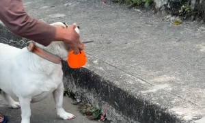 Eyebrow Dog Goes Trick-or-Treating