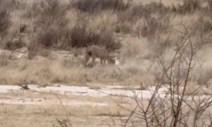 Kgalagadi Cheetah Cubs Learn To Hunt