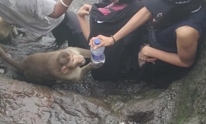 Audacious Monkey Assaults Hikers