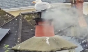 Cornish Smoked Seagull