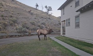 Big Bull Elk Chases Off Another Elk
