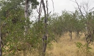 Two Angry Male Lions Patrol Their Territory