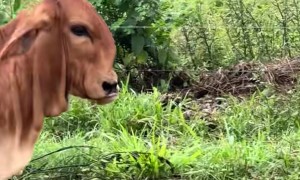 Brahman Cow With Swirled Snout