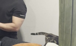 Kitten Chooses Her Own Way Down