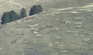 Rare Wolf Pack Hunts Elk in Yellowstone