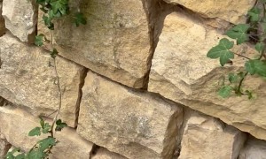 Kitten Balances On Both Door Handles