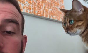 Tinker the Hungry Cat