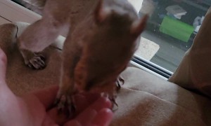 Squirrel Hides Walnut in Woman's Hand