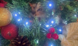 Kitten Hides in Christmas Tree