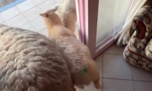 My Sheep Invaded My Bedroom