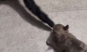Cat Unbothered By Playful Puppy