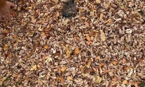 Cat Is Displeased By Massive Leaf Pile