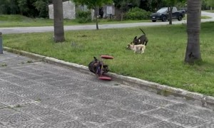 Wheelchair Dog Rolls Over