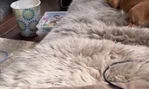 Earl the Squirrel Goofing With Tinker the Dog