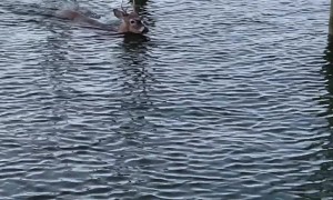 Deer Spotted Swimming in a Marina
