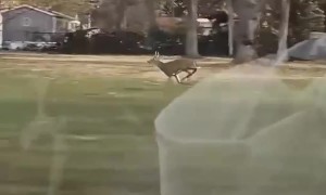 Running Deer Keeps Pace With Car