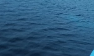 Rare Giant Oceanic Manta Ray Spotted by Fisherman