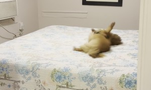 Dog Rolling on Hotel Bed