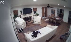 Boston Terriers Tear Up the Couch